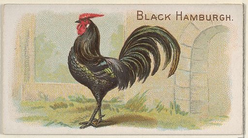 Black Hamburgh, from the Prize and Game Chickens series (N20) for Allen & Ginter Cigarettes