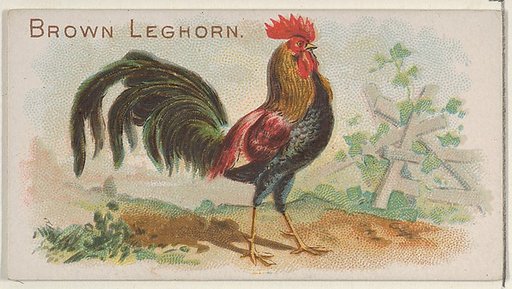 Brown Leghorn, from the Prize and Game Chickens series (N20) for Allen & Ginter Cigarettes