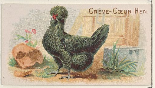 Crève-Cœur Hen, from the Prize and Game Chickens series (N20) for Allen & Ginter Cigarettes