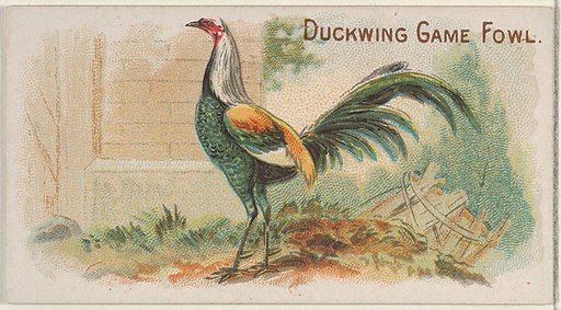Duckwing Game Fowl, from the Prize and Game Chickens series (N20) for Allen & Ginter Cigarettes
