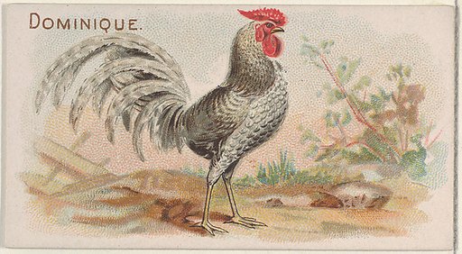 Dominique, from the Prize and Game Chickens series (N20) for Allen & Ginter Cigarettes