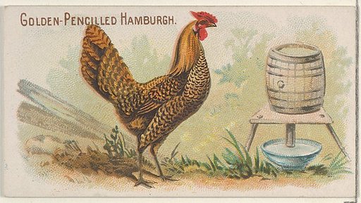 Golden-Pencilled Hamburgh, from the Prize and Game Chickens series (N20) for Allen & Ginter Cigarettes