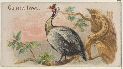 Guinea Fowl, from the Prize and Game Chickens series (N20) for Allen & Ginter Cigarettes