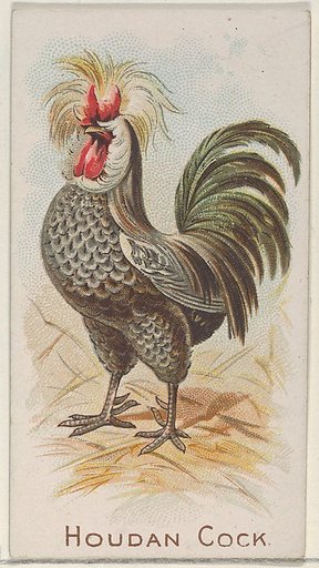 Houdan Cock, from the Prize and Game Chickens series (N20) for Allen & Ginter Cigarettes