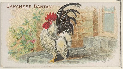Japanese Bantam, from the Prize and Game Chickens series (N20) for Allen & Ginter Cigarettes
