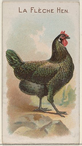 La Flèche Hen, from the Prize and Game Chickens series (N20) for Allen & Ginter Cigarettes
