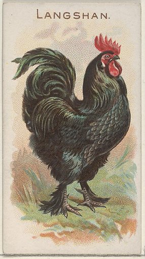 Langshan, from the Prize and Game Chickens series (N20) for Allen & Ginter Cigarettes