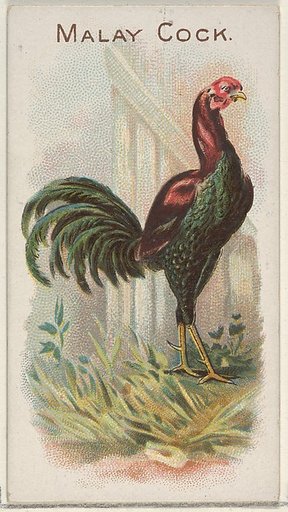 Malay Cock, from the Prize and Game Chickens series (N20) for Allen & Ginter Cigarettes