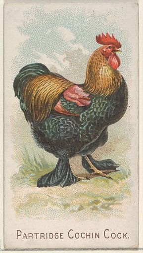Partridge Cochin Cock, from the Prize and Game Chickens series (N20) for Allen & Ginter Cigarettes