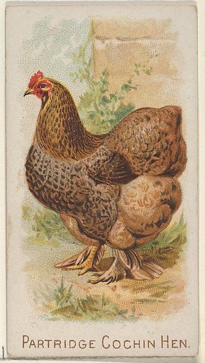 Partridge Cochin Hen, from the Prize and Game Chickens series (N20) for Allen & Ginter Cigarettes