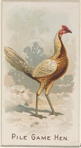 Pile Game Hen, from the Prize and Game Chickens series (N20) for Allen & Ginter Cigarettes