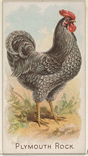Plymouth Rock, from the Prize and Game Chickens series (N20) for Allen & Ginter Cigarettes