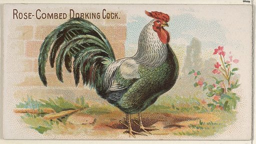 Rose-Combed Dorking Cock, from the Prize and Game Chickens series (N20) for Allen & Ginter Cigarettes
