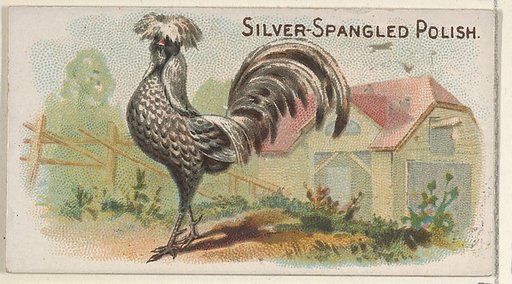 Silver-Spangled Polish, from the Prize and Game Chickens series (N20) for Allen & Ginter Cigarettes