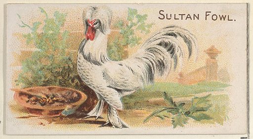 Sultan Fowl, from the Prize and Game Chickens series (N20) for Allen & Ginter Cigarettes