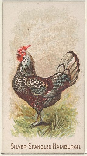 Silver-Spangled Hamburgh, from the Prize and Game Chickens series (N20) for Allen & Ginter Cigarettes