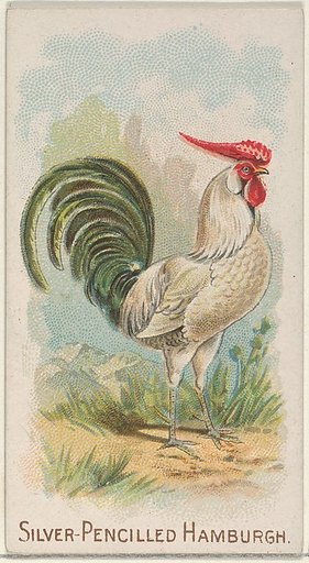 Silver-Pencilled Hamburgh, from the Prize and Game Chickens series (N20) for Allen & Ginter Cigarettes