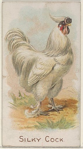 Silky Cock, from the Prize and Game Chickens series (N20) for Allen & Ginter Cigarettes