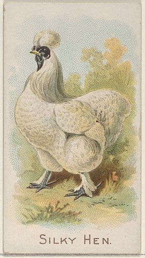 Silky Hen, from the Prize and Game Chickens series (N20) for Allen & Ginter Cigarettes
