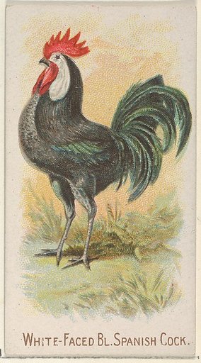 White-Faced Black Spanish Cock, from the Prize and Game Chickens series (N20) for Allen & Ginter Cigarettes