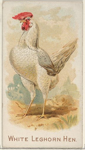 White Leghorn Hen, from the Prize and Game Chickens series (N20) for Allen & Ginter Cigarettes