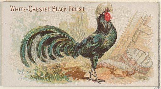 White-Crested Black Polish, from the Prize and Game Chickens series (N20) for Allen & Ginter Cigarettes