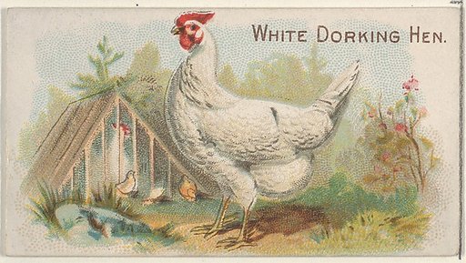 White Dorking Hen, from the Prize and Game Chickens series (N20) for Allen & Ginter Cigarettes