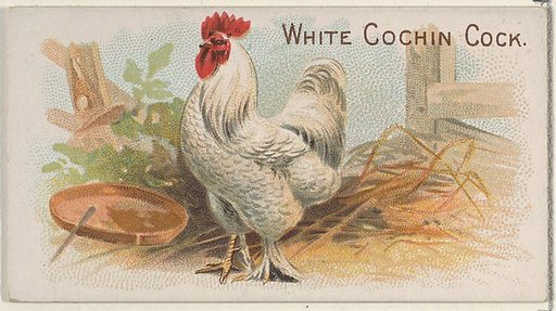 White Cochin Cock, from the Prize and Game Chickens series (N20) for Allen & Ginter Cigarettes