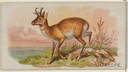 Antelope, from the Quadrupeds series (N21) for Allen & Ginter Cigarettes