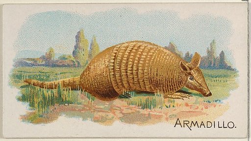 Armadillo, from the Quadrupeds series (N21) for Allen & Ginter Cigarettes