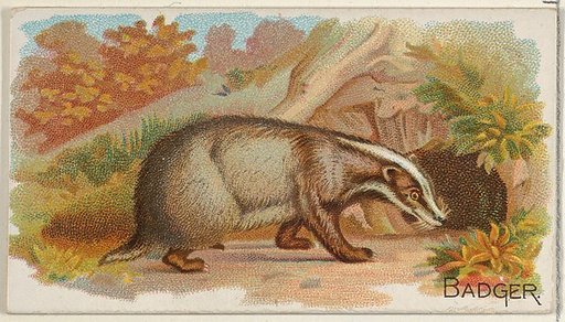 Badger, from the Quadrupeds series (N21) for Allen & Ginter Cigarettes