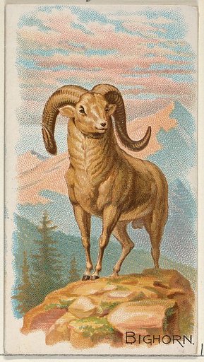 Bighorn, from the Quadrupeds series (N21) for Allen & Ginter Cigarettes