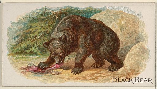 Black Bear, from the Quadrupeds series (N21) for Allen & Ginter Cigarettes