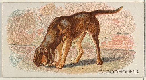 Bloodhound, from the Quadrupeds series (N21) for Allen & Ginter Cigarettes