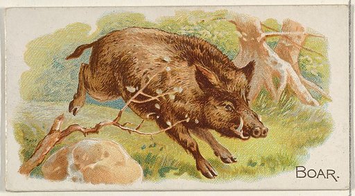 Boar, from the Quadrupeds series (N21) for Allen & Ginter Cigarettes