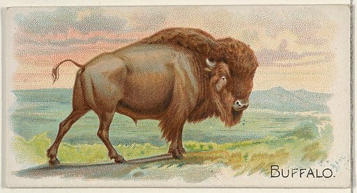 Buffalo, from the Quadrupeds series (N21) for Allen & Ginter Cigarettes