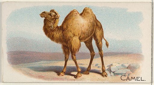 Camel, from the Quadrupeds series (N21) for Allen & Ginter Cigarettes