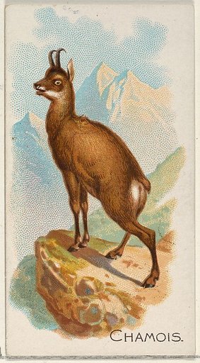 Chamois, from the Quadrupeds series (N21) for Allen & Ginter Cigarettes
