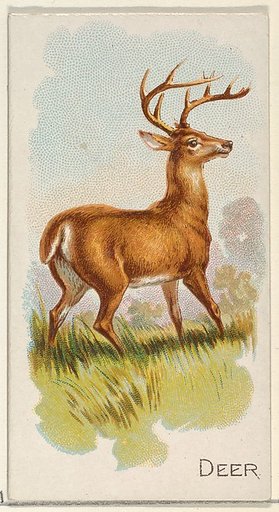 Deer, from the Quadrupeds series (N21) for Allen & Ginter Cigarettes