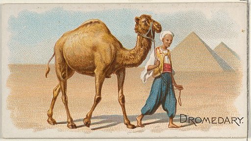 Dromedary, from the Quadrupeds series (N21) for Allen & Ginter Cigarettes