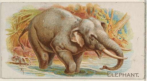 Elephant, from the Quadrupeds series (N21) for Allen & Ginter Cigarettes