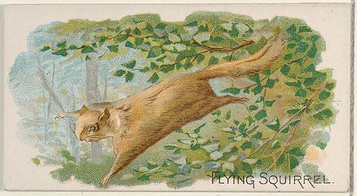 Flying Squirrel, from the Quadrupeds series (N21) for Allen & Ginter Cigarettes