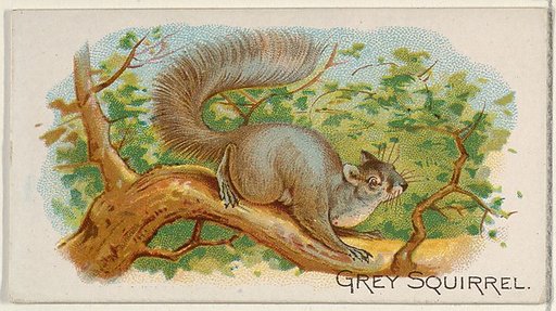 Grey Squirrel, from the Quadrupeds series (N21) for Allen & Ginter Cigarettes