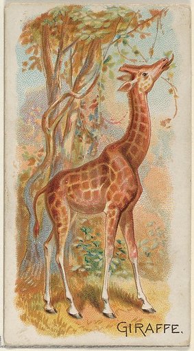Giraffe, from the Quadrupeds series (N21) for Allen & Ginter Cigarettes