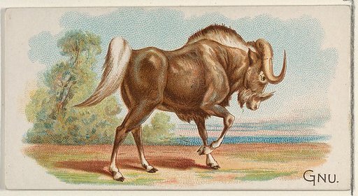 Gnu, from the Quadrupeds series (N21) for Allen & Ginter Cigarettes