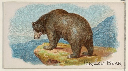 Grizzly Bear, from the Quadrupeds series (N21) for Allen & Ginter Cigarettes