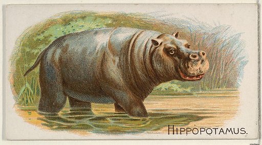 Hippopotamus, from the Quadrupeds series (N21) for Allen & Ginter Cigarettes