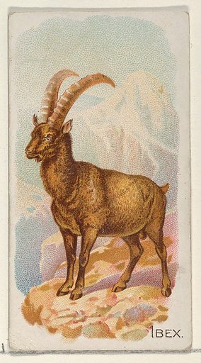 Ibex, from the Quadrupeds series (N21) for Allen & Ginter Cigarettes