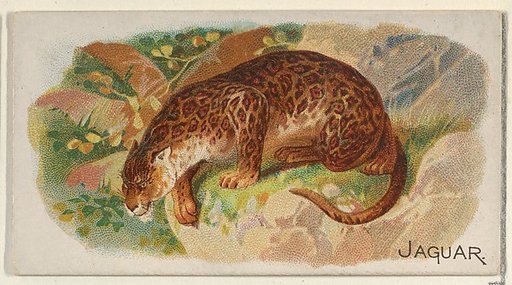 Jaguar, from the Quadrupeds series (N21) for Allen & Ginter Cigarettes