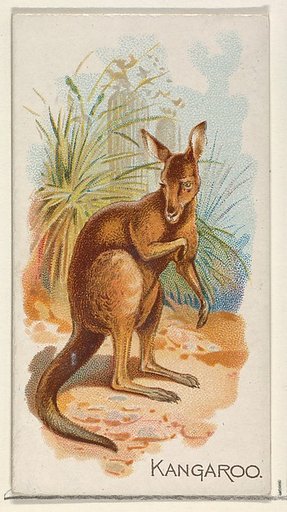 Kangaroo, from the Quadrupeds series (N21) for Allen & Ginter Cigarettes